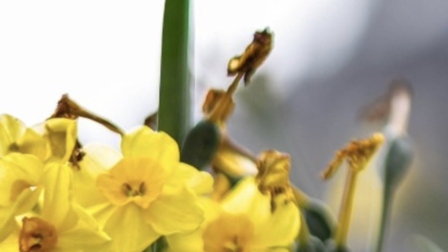 blomster